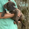Jake DirtyDozen *LOCAL*