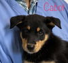 Cabot SVU