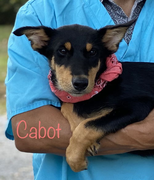 Cabot SVU