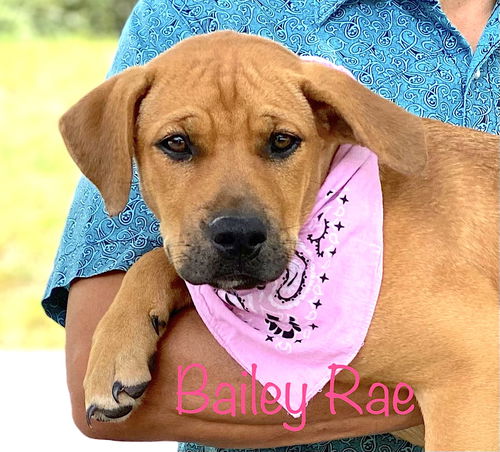 Bailey Rae