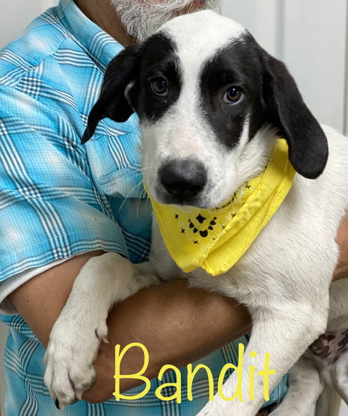 Bandit Ranger