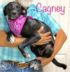 Cagney Camptown *LOCAL*