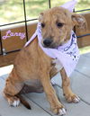 Laney Highway *LOCAL*