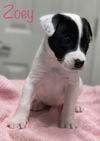 Zoey SouthernCharm *LOCAL*
