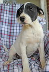 Zoey SouthernCharm *LOCAL*