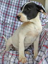 Zoey SouthernCharm *LOCAL*