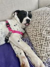 Zoey SouthernCharm *LOCAL*