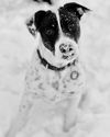 Zoey SouthernCharm *LOCAL*
