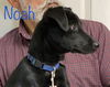 Noah *LOCAL*