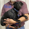 Noah *LOCAL*