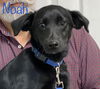 Noah *LOCAL*