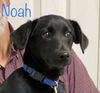 Noah *LOCAL*