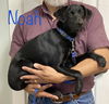 Noah *LOCAL*