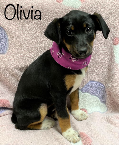 Olivia Holiday *LOCAL*