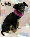 Olivia Holiday *LOCAL*