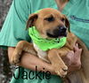 Jackie Ditty *LOCAL*