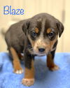 Blaze Brush