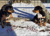 Blaze Brush