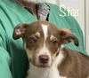 Star Saffel *LOCAL* MEET ME!