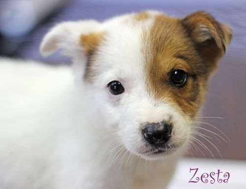 Zesta Cracker