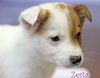 Zesta Cracker