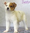 Zesta Cracker