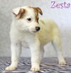 Zesta Cracker