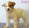Zesta Cracker