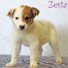 Zesta Cracker