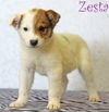 Zesta Cracker