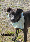 Montana Shirley *LOCAL* MEET ME!