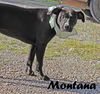Montana Shirley *LOCAL* MEET ME!