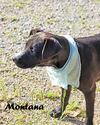 Montana Shirley *LOCAL* MEET ME!