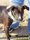 Montana Shirley *LOCAL* MEET ME!