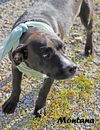 Montana Shirley *LOCAL* MEET ME!