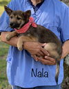 Nala Cracker *LOCAL*