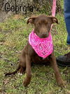 Georgia Brown *LOCAL*