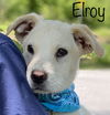 Elroy Jetson *LOCAL*