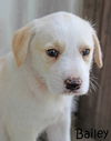 Bailey Kibble *LOCAL*