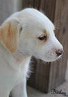Bailey Kibble *LOCAL*