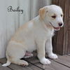 Bailey Kibble *LOCAL*