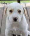 Bailey Kibble *LOCAL*