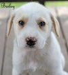 Bailey Kibble *LOCAL*