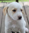 Bailey Kibble *LOCAL*