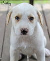Bailey Kibble *LOCAL*