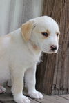 Bailey Kibble *LOCAL*