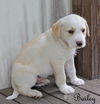 Bailey Kibble *LOCAL*