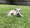 Bailey Kibble *LOCAL*