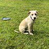 Bailey Kibble *LOCAL*
