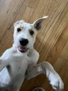 Bailey Kibble *LOCAL*